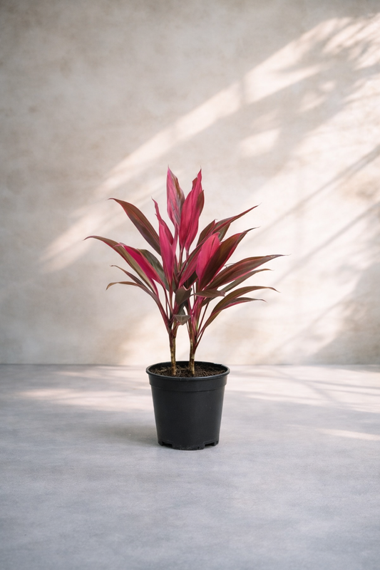 Cordyline Red - Indoor House Plant - نبات داخلي