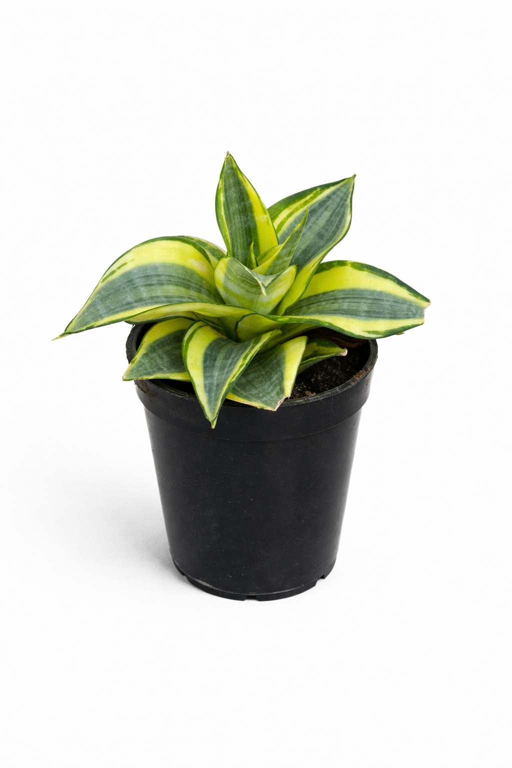 Sansevieria Hani Gold - Snake Plant