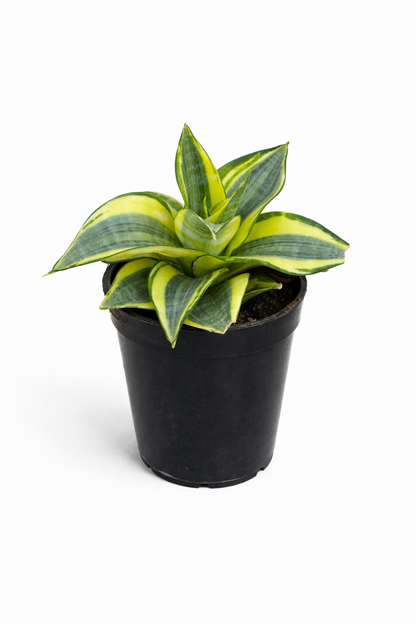 Sansevieria Hani Gold - Snake Plant
