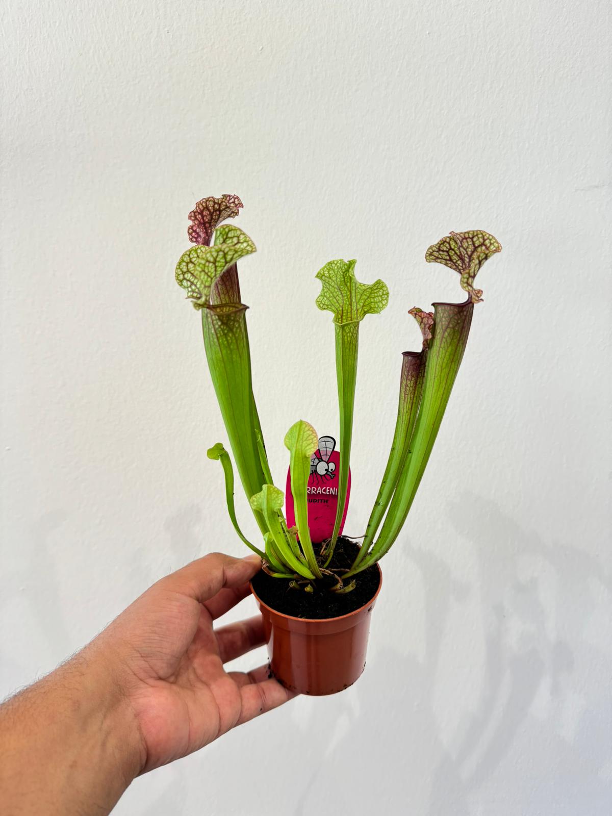 Sarracenia Plant - Insect Eating Plant - Indoor Carnivorous Plant