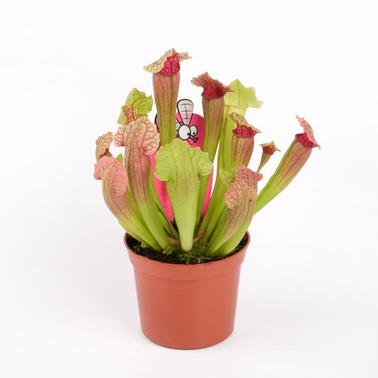 Carnivorous Plant - Insect Eating Plant - Indoor Plant
