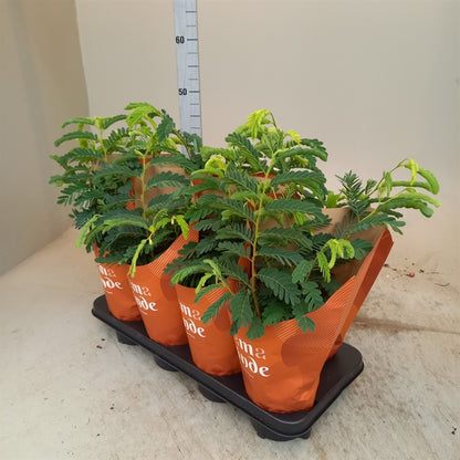 Tamarindus Indica Plant - نبتة التمر الهندي