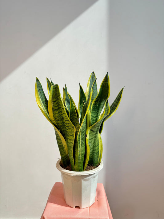 Snake Plant - Sansevieria Laurentii - Kuwait Plant