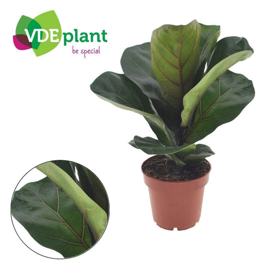 Ficus Lyrata Bambino - Window Natural Daylight