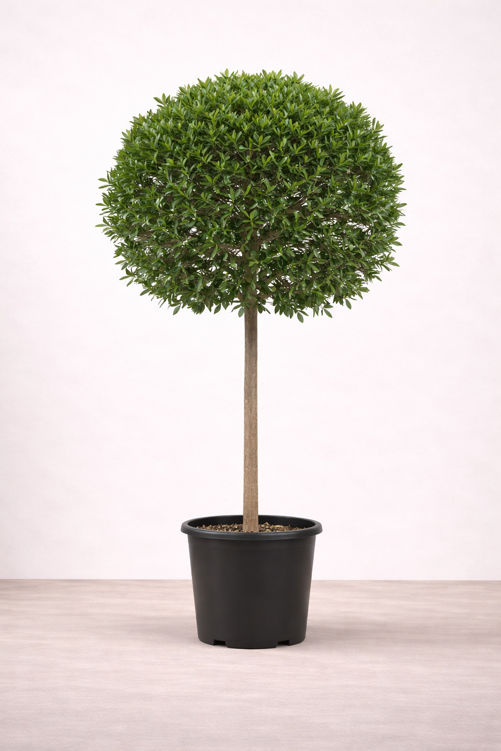 Conocarpus Ball S...