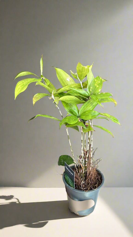 Dracaena Surculosa - Indoor House Plant - نبات داخلي - دراسينا
