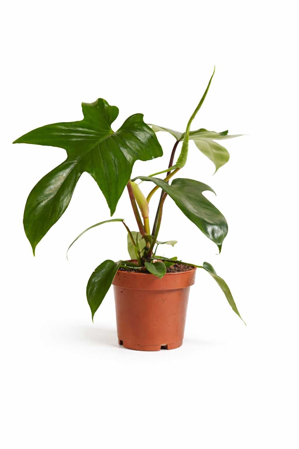 Philodendron Florida Green – Indoor House Plant | نبات داخلي
