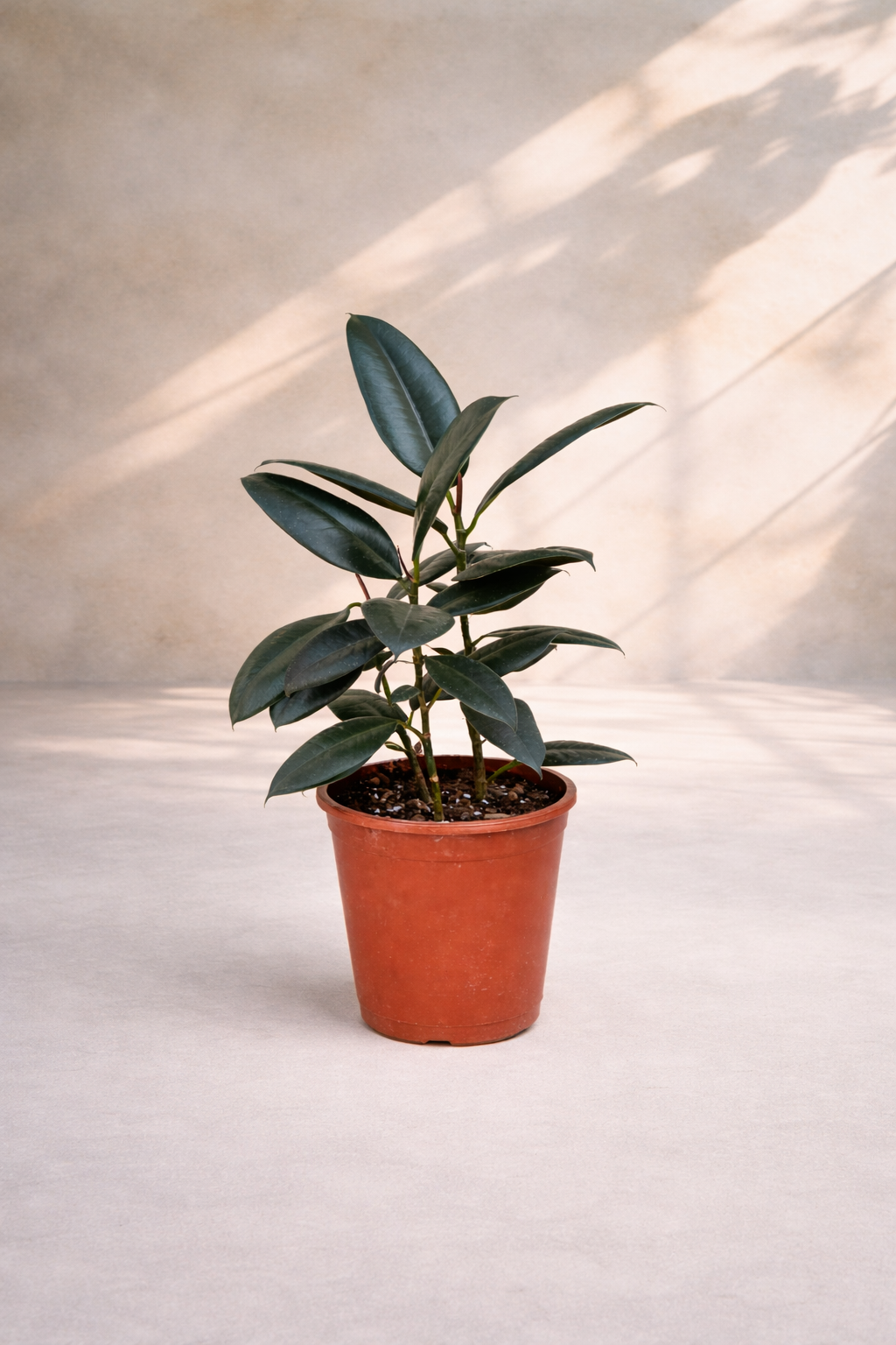 Ficus Elastica - Rubber Plant - بتة المطاط
