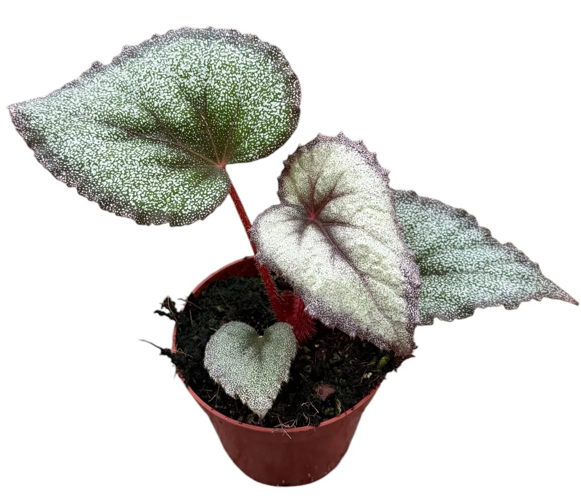 Begonia Flamingo Soul - Rare Indoor Plant - نبات داخلي