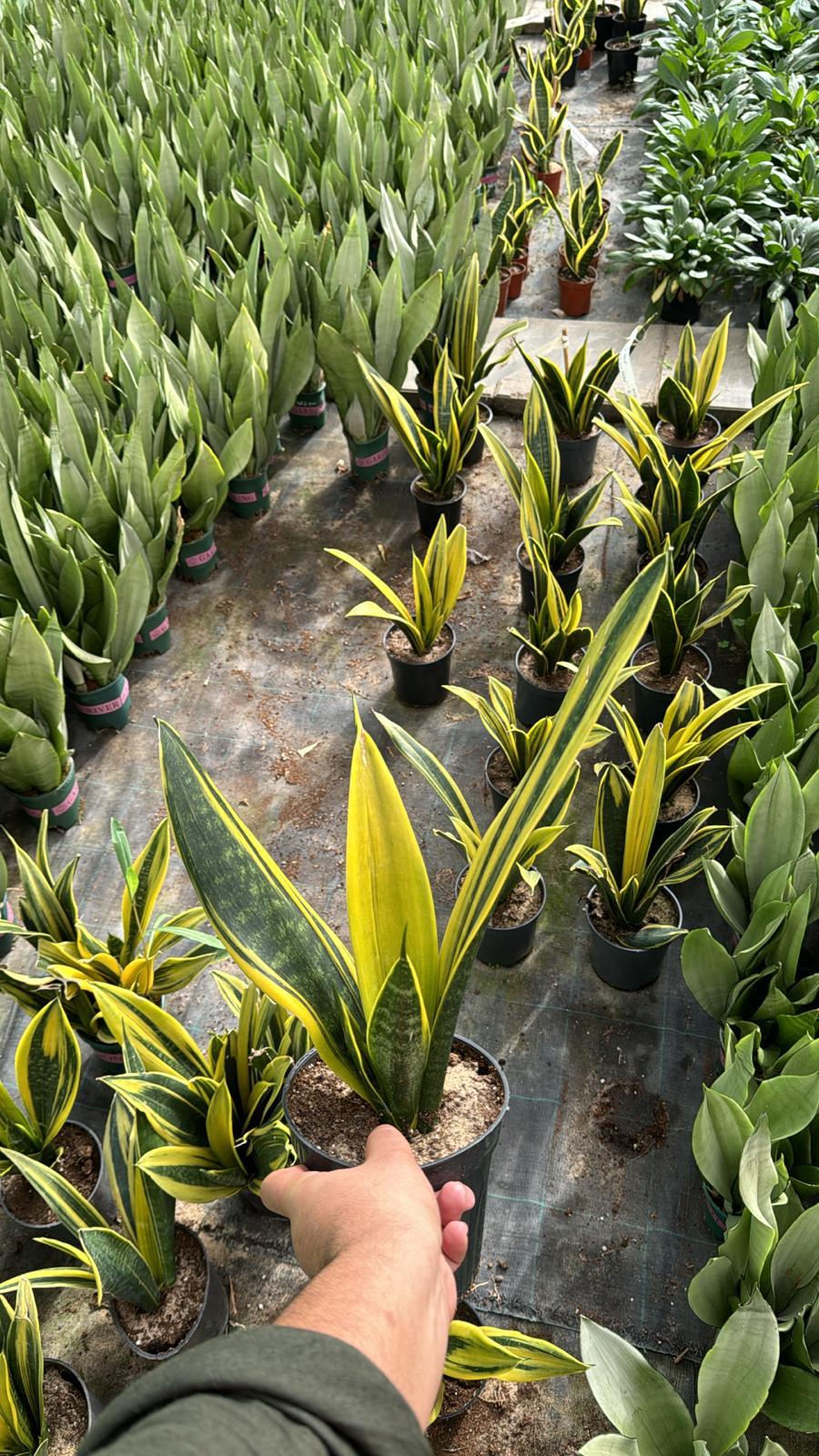Sansevieria Golde...