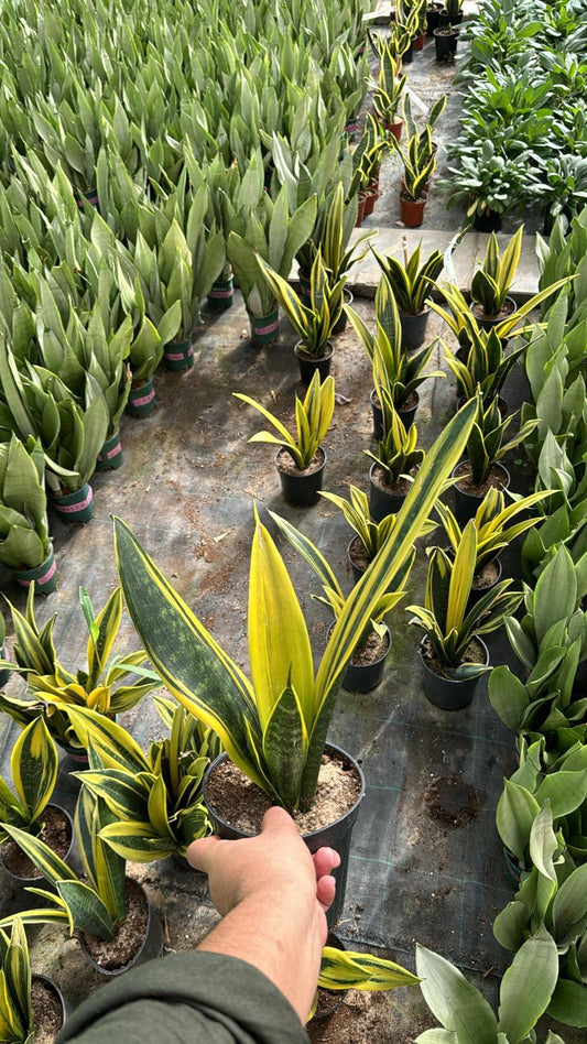 Sansevieria Golden Flame – Indoor Snake Plant | نبات داخلي