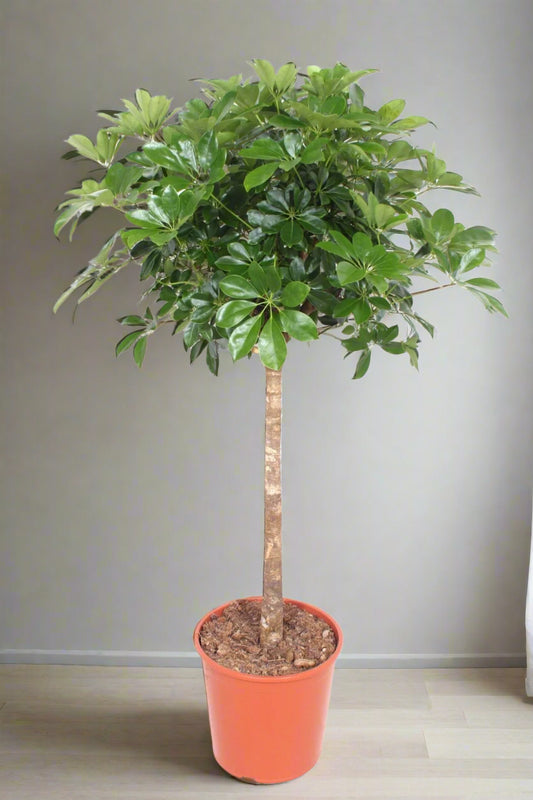 Schefflera Compacta Tree - Indoor House Plant - نبات داخلي