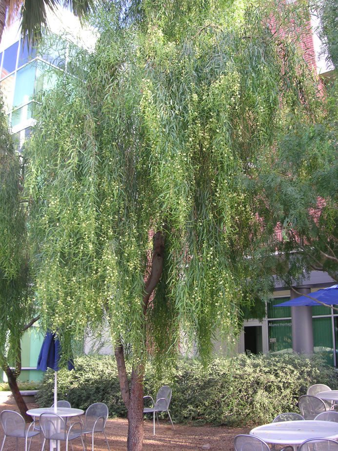 Acacia salicina Tree - Willow-leaved Wattle Tree - شجرة أكاسيا ساليسينا