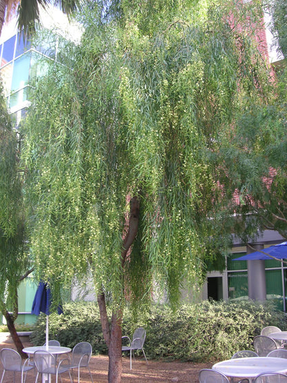 Acacia salicina Tree - Willow-leaved Wattle Tree - شجرة أكاسيا ساليسينا