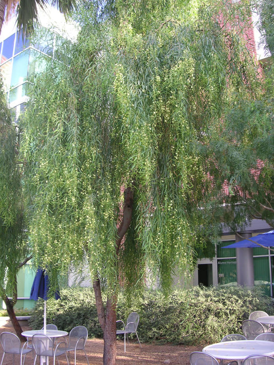 Acacia salicina Willow-leaved Wattle Tree, 250cm tall, in a black nursery pot against a beige background