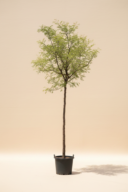 Acacia arabica tree product image