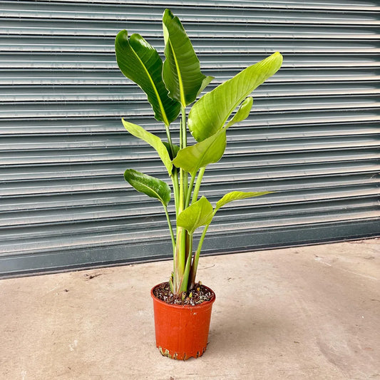 Strelitzia Nicolai 140 - Bird of Paradise Plant - نبات عصفور الجنة