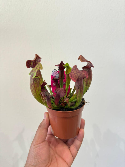 Sarracenia Plant - Insect Eating Plant - Indoor Carnivorous Plant