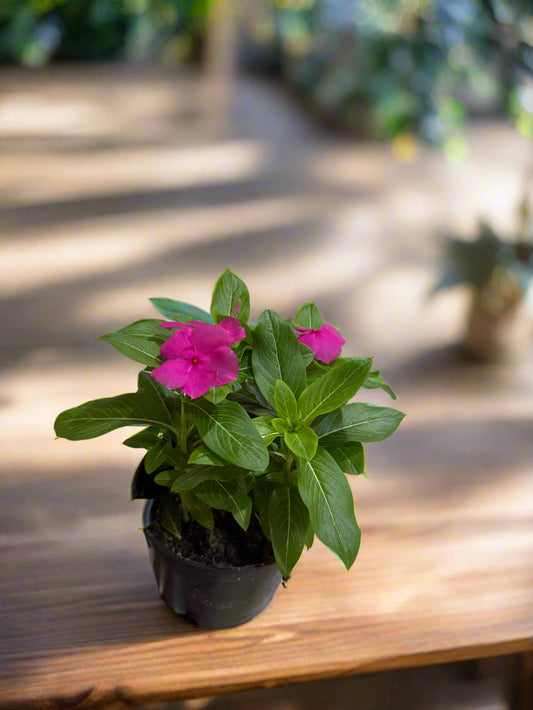 Vinca Plant – Seasonal Flower Plant