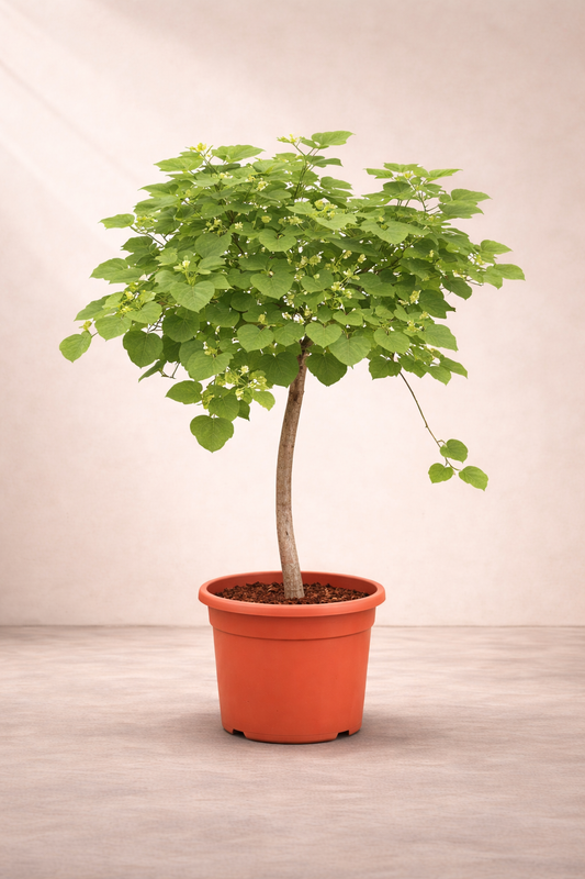 Bambar Tree - Cordia Myxa - شجرة البمبر