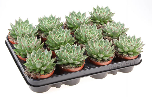 Echeveria black tip - Succulent Plant - Indoor House Plant - نبات داخلي