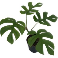 Monstera little sister - Indoor House Plant - نبات داخلي