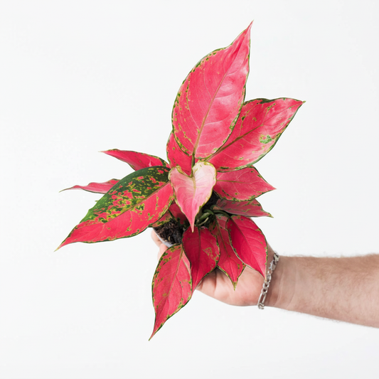 Aglaonema - Brown Nursery Pot Lifestyle Top-Down