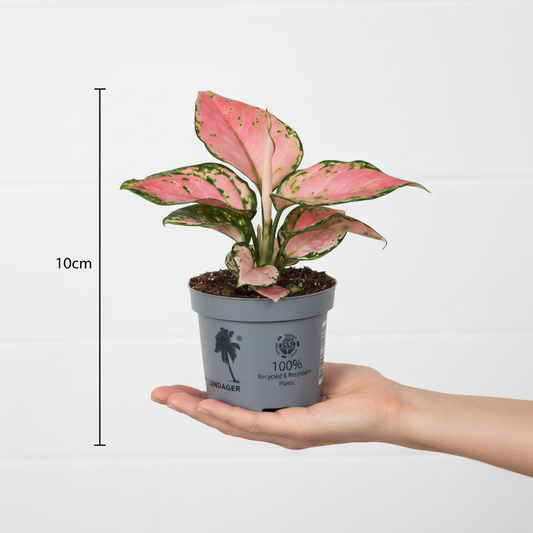 Aglaonema Lucky Red - Lifestyle Small Plant
