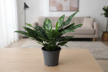 Aglaonema Maria - Clear Leaf Pattern