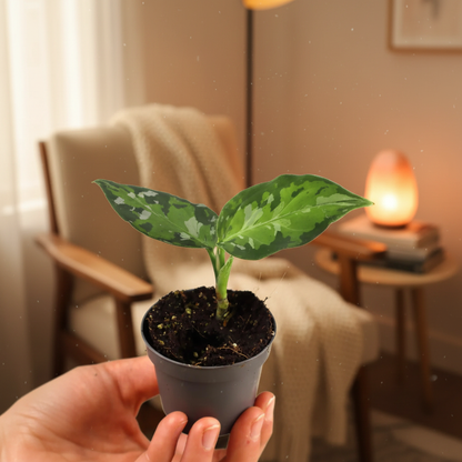 Aglaonema Pictum Tricolor – Lifestyle Hand Hold