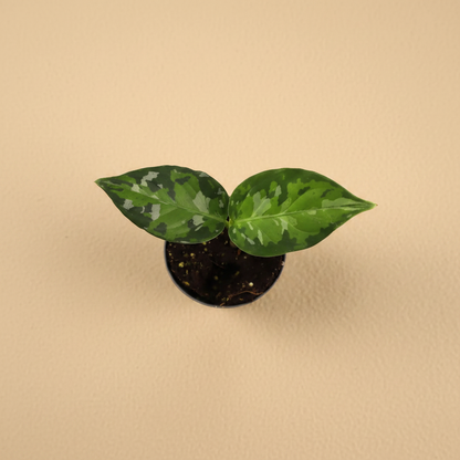 Aglaonema Pictum Tricolor – Top View
