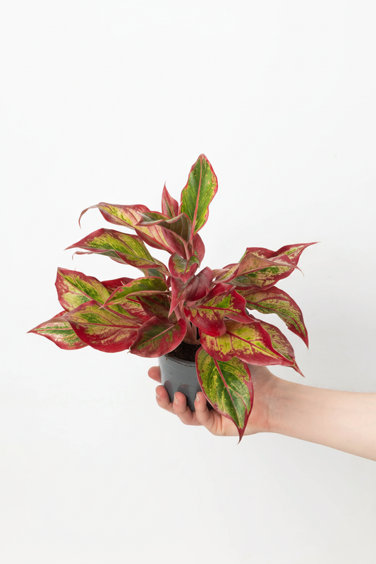 Aglaonema Red Fire - Enhanced Product Photo