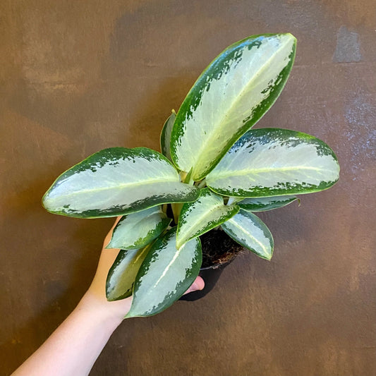 Aglaonema Silver Blue - Indoor House Plant - نباتات منزلية داخلية
