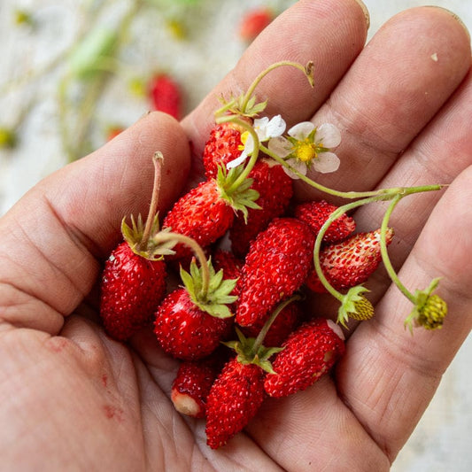 Alpine Strawberry Seeds - بذور الفراولة الألبية