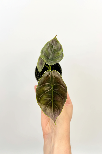 Alocasia Azlanii - Model Hand White Background