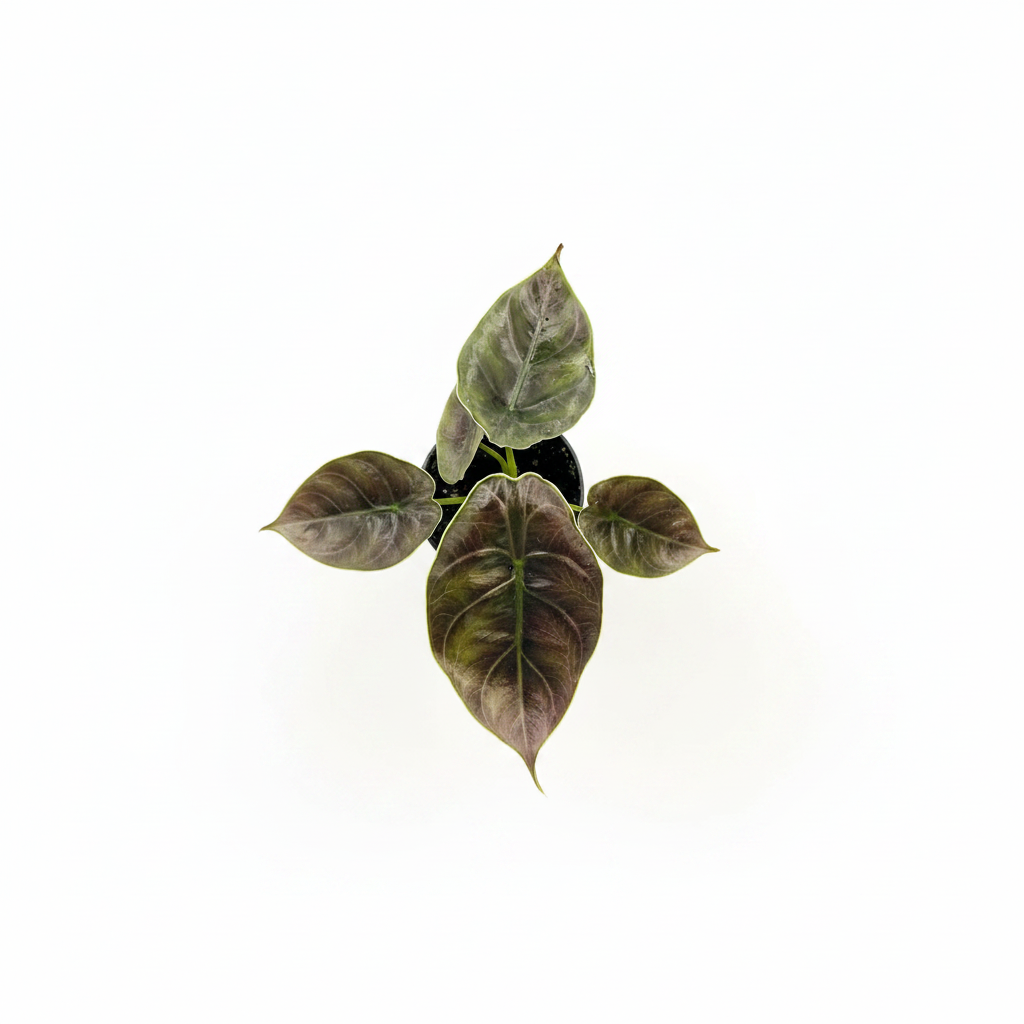 Alocasia Azlanii - Top View HD