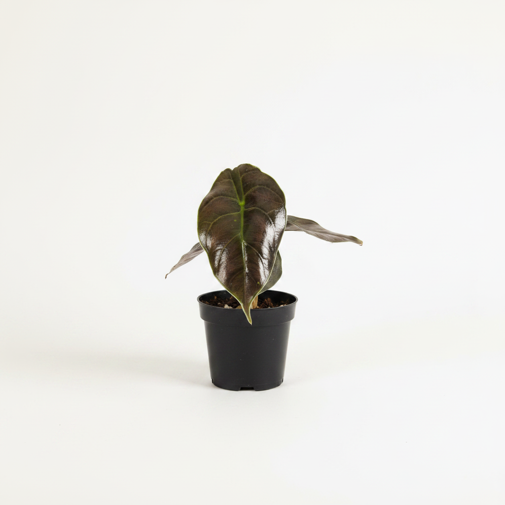 Alocasia Cuprea R...