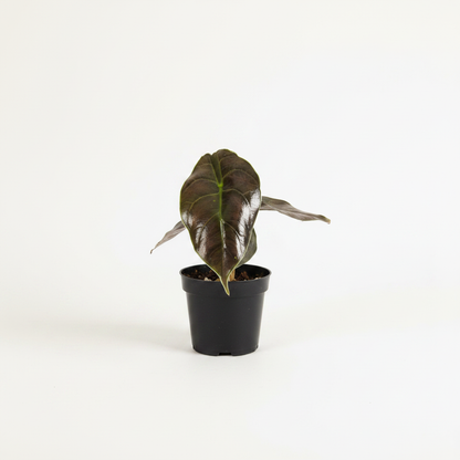 Alocasia Azlanii - White Background Black Pot