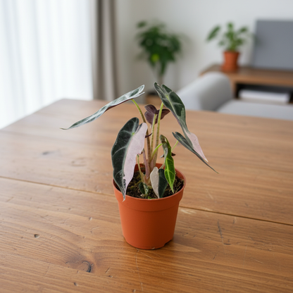 Alocasia Bambino Variegata - Top View Realistic