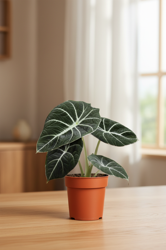 Alocasia Black Velvet — Cozy Window Setup