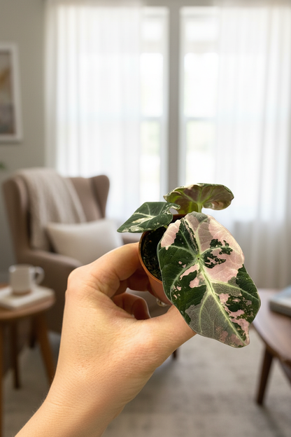 Alocasia Black Velvet Pink Variegated - Hand Shot