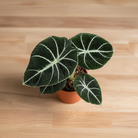 Alocasia Black Velvet — Cozy Window Setup