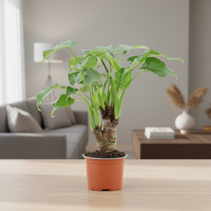 Alocasia Cucullata Living Room Setup