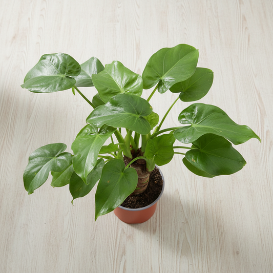 Alocasia Cucullata Living Room Setup