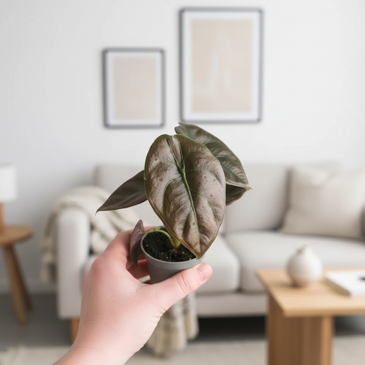 Alocasia Cuprea Red – Lifestyle Living Room