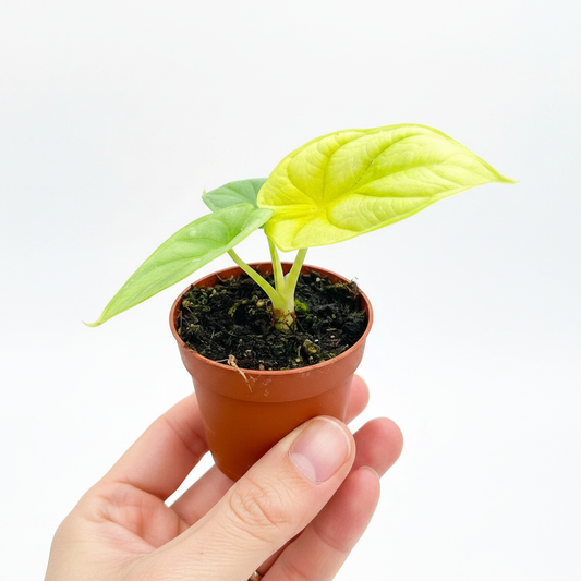 Alocasia Dragon Gold - Model Hand HD