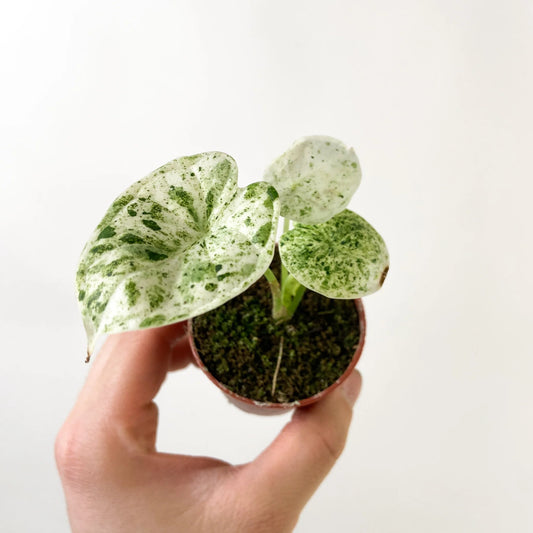 Alocasia Dragon Scale mint Variegated - Rare Indoor House Plant - نبات داخلي
