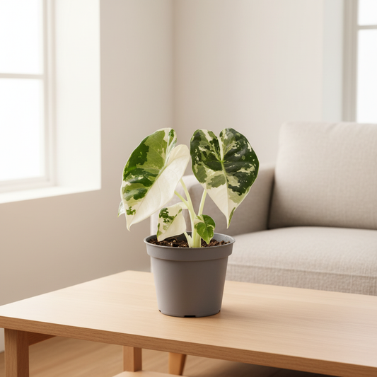 Alocasia Frydek Variegata - Clean Tabletop Lifestyle