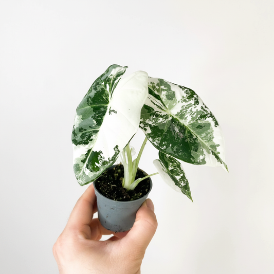 Alocasia Frydek Variegata - HD Hand Model