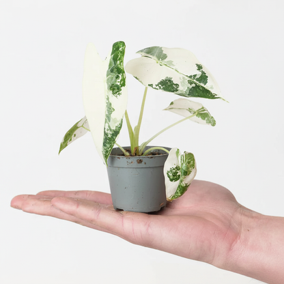 Alocasia Frydek Variegata - HD Product Photo